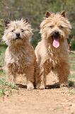 CAIRN TERRIER 191
